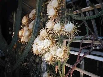 Blüten der Königin der Nacht (Cactus grandiflorus)