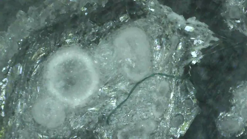 Salzkristallmuster von Mercurius solubilis LM 6 unter dem Mikroskop