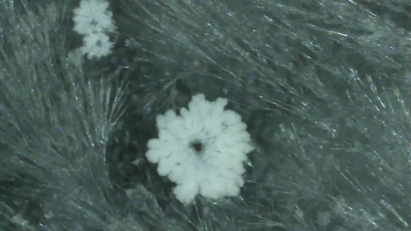 Salzkristallmuster von Opium LM 6 unter dem Mikroskop