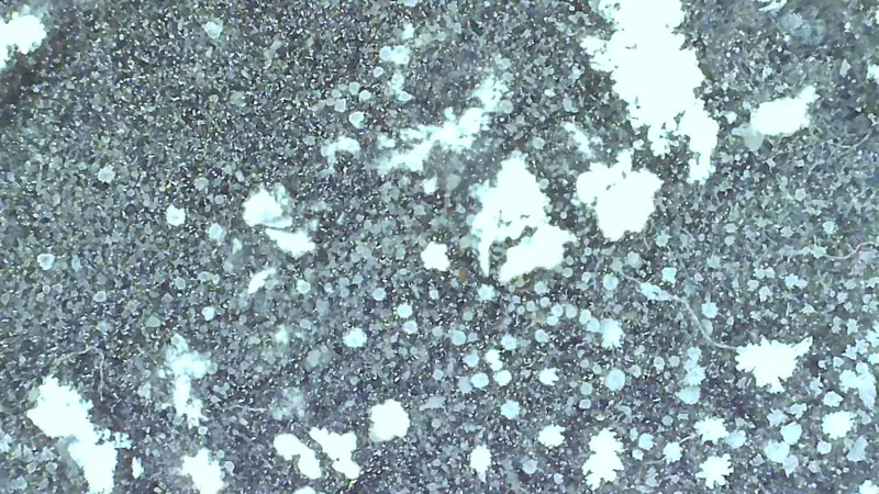 Salzkristallmuster von Silbernitrat (Argentum nitricum) LM 6 unter dem Mikroskop