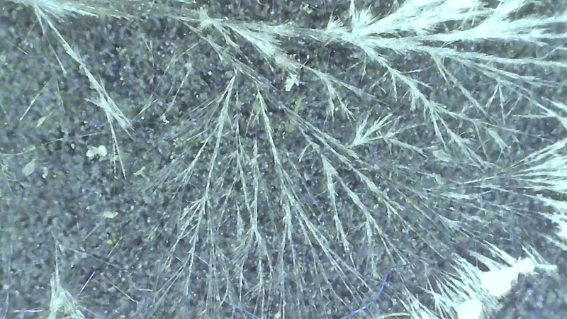 Salzkristallmuster von Thuja LM 6 unter dem Mikroskop
